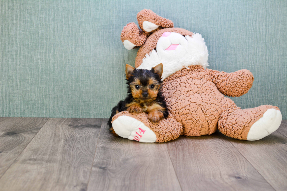 Meet Nugget - our Yorkshire Terrier Puppy Photo 