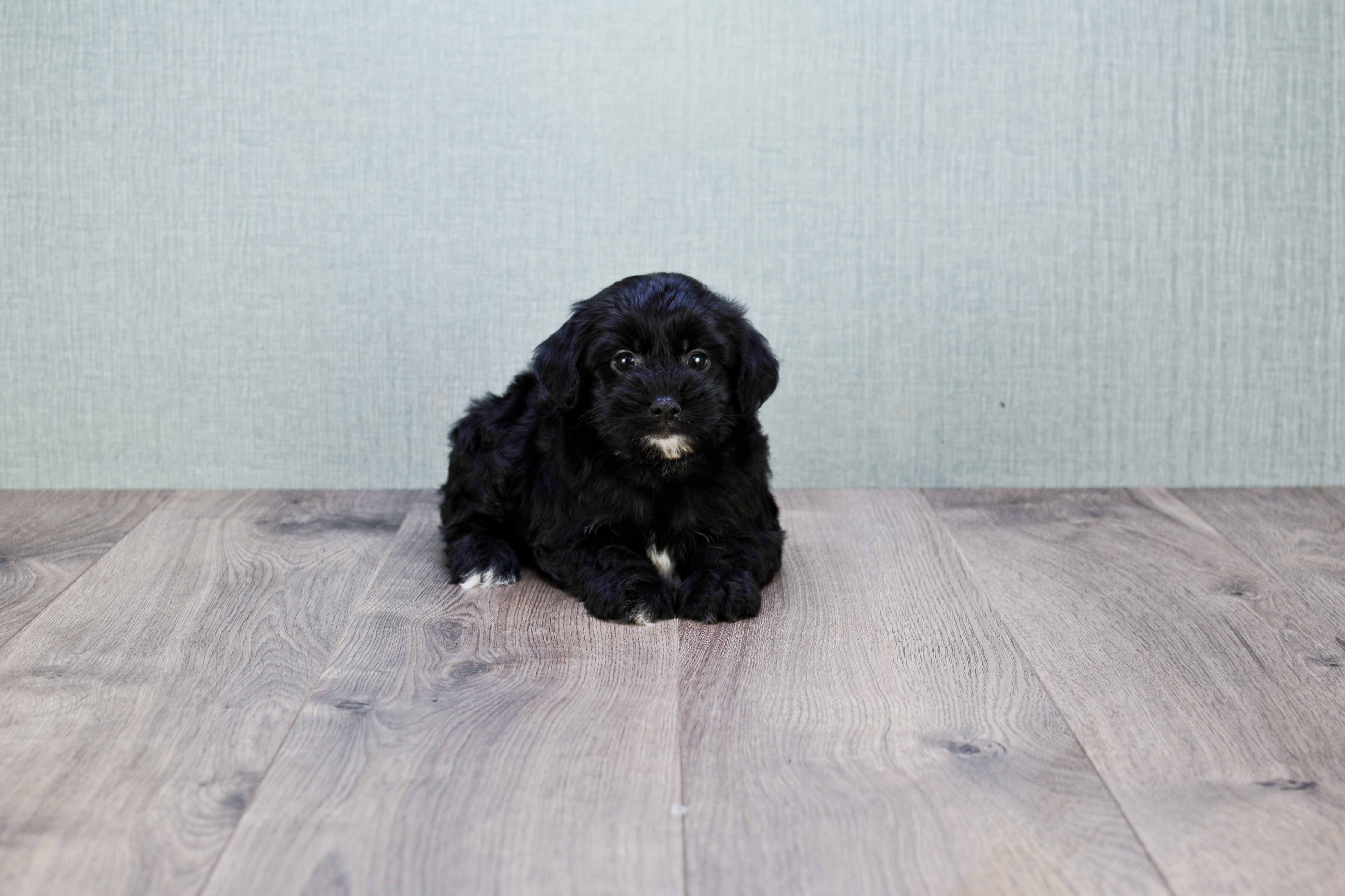 Happy Morkie Baby