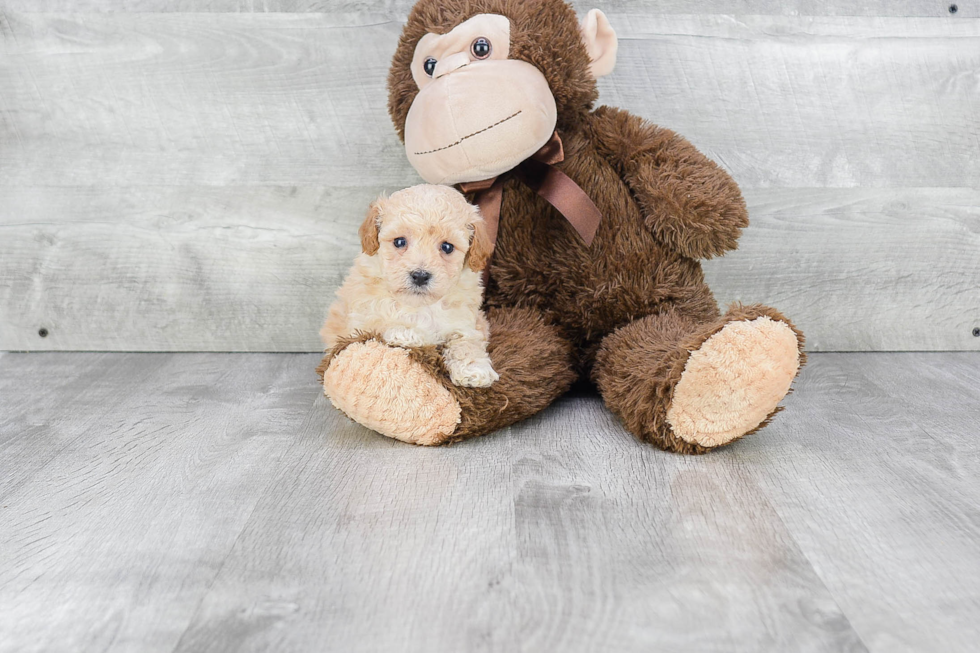 Maltipoo Pup Being Cute