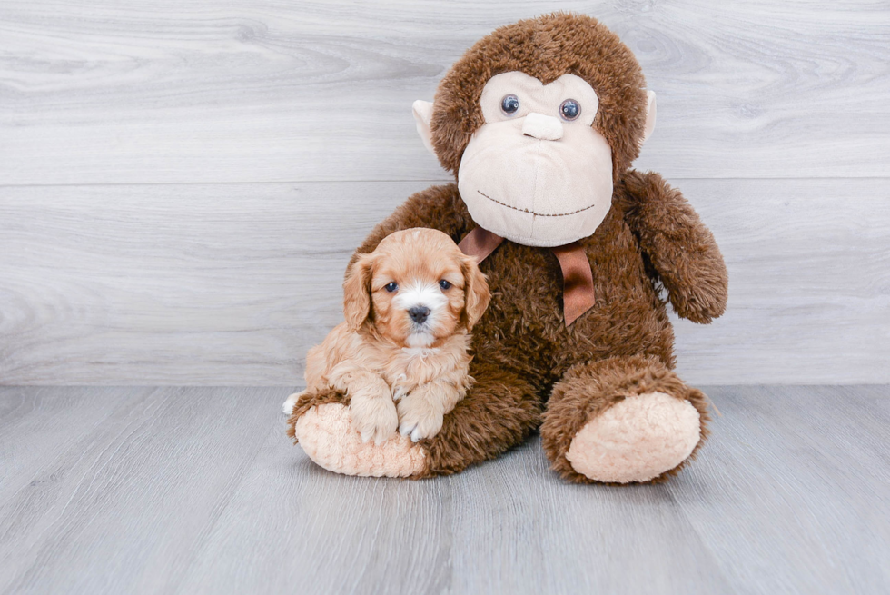 Energetic Cavoodle Poodle Mix Puppy