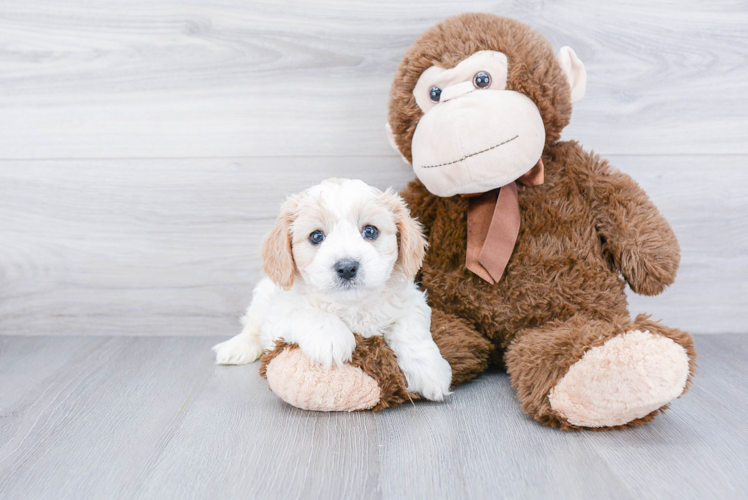 Fluffy Cavachon Designer Pup