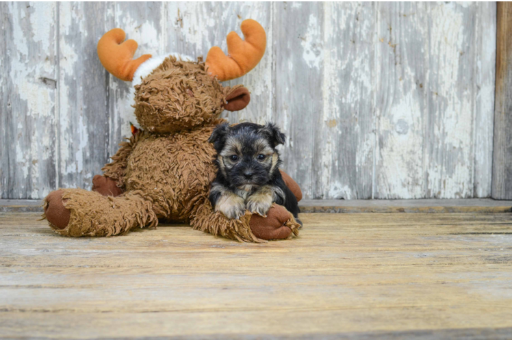 Hypoallergenic Yorkie Designer Puppy