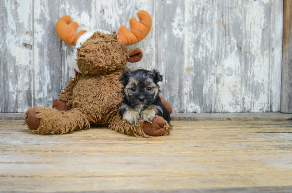 Hypoallergenic Yorkie Designer Puppy