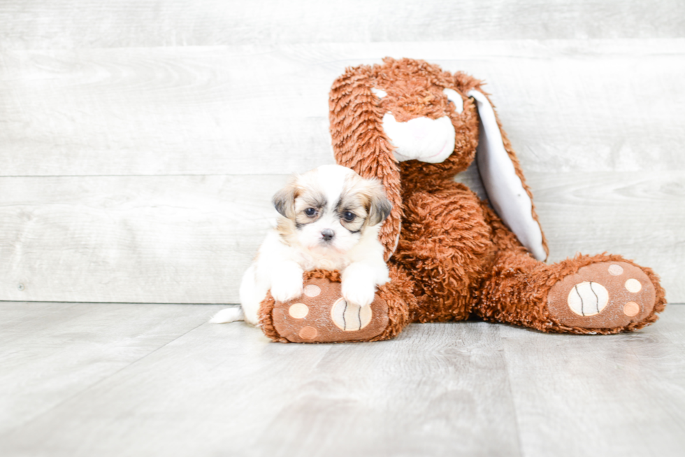 Teddy Bear Puppy for Adoption
