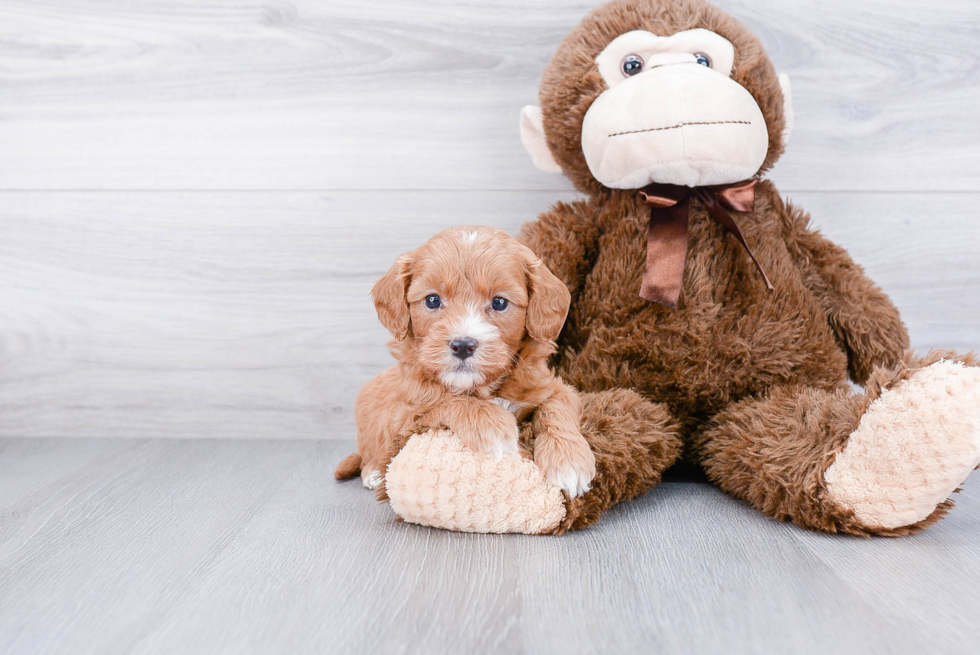 Popular Cavapoo Poodle Mix Pup