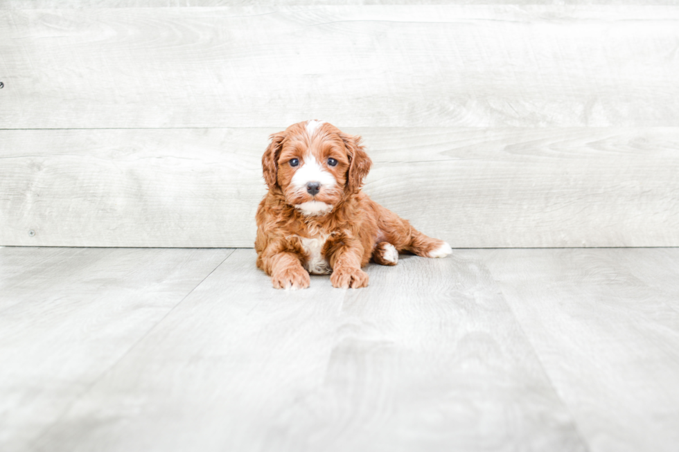 Best Cavapoo Baby