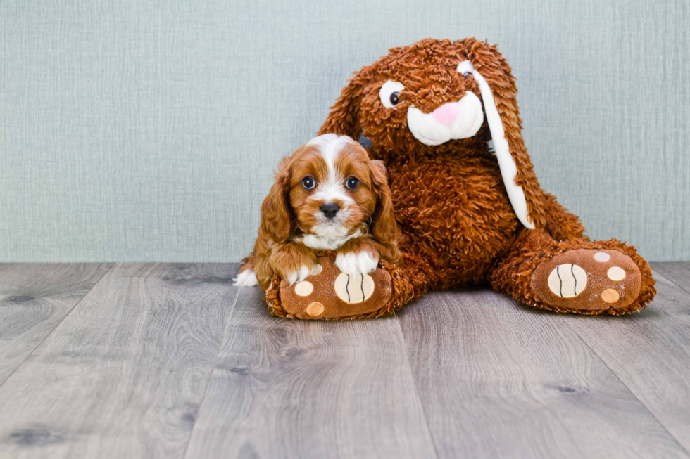 Small Cavapoo Baby