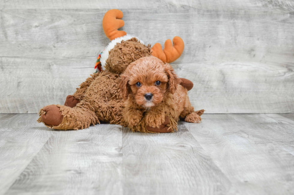 Best Cavapoo Baby