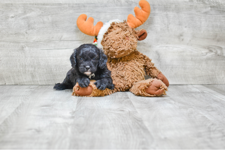 Best Cavapoo Baby