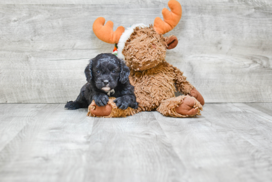 Best Cavapoo Baby