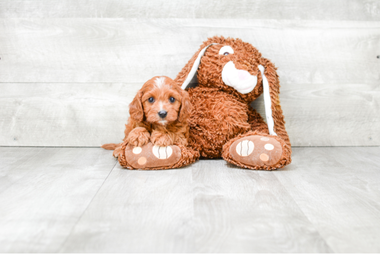 Smart Cavapoo Poodle Mix Pup