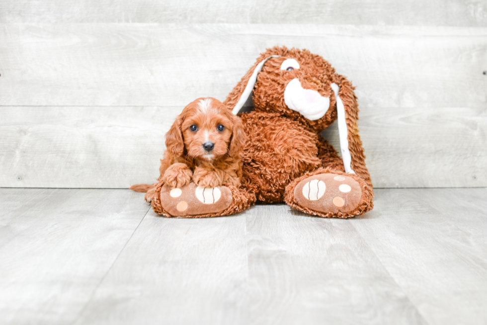 Smart Cavapoo Poodle Mix Pup