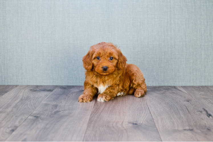 Cute Mini Goldendoodle Baby