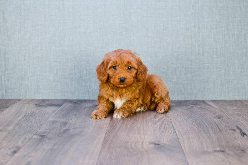 Cute Mini Goldendoodle Baby