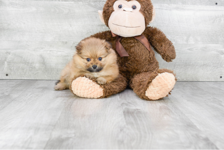 Little Pomeranian Baby