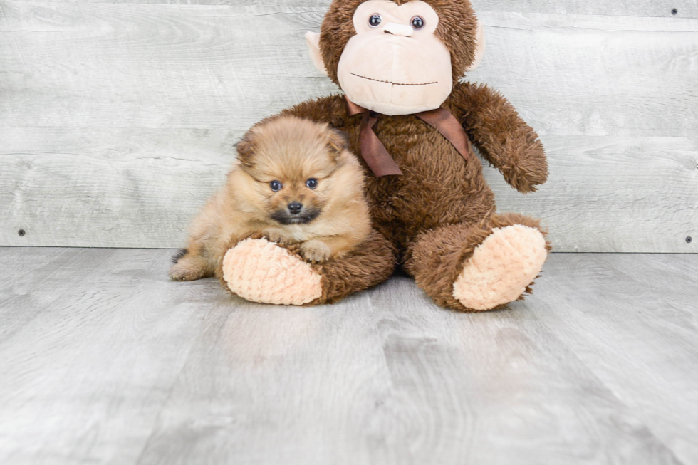 Little Pomeranian Baby