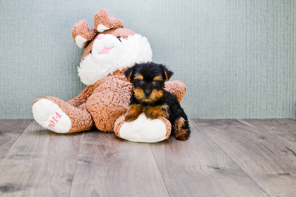 Meet Timmy - our Yorkshire Terrier Puppy Photo 