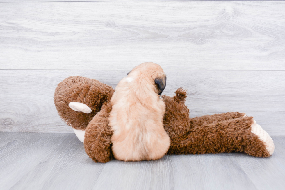 Sweet Havanese Purebred Puppy