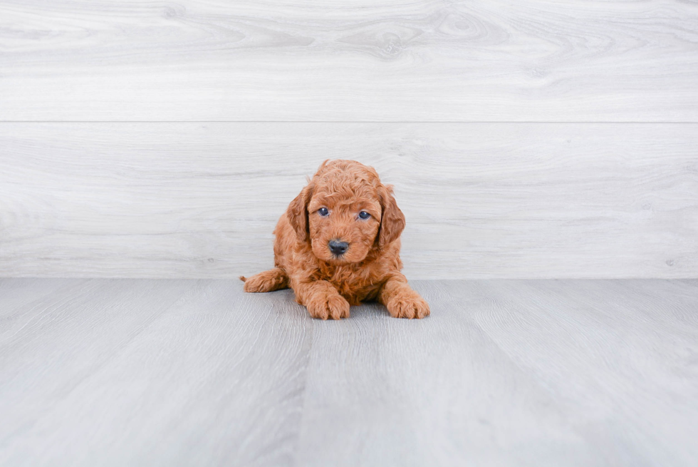 Hypoallergenic Golden Retriever Poodle Mix Puppy