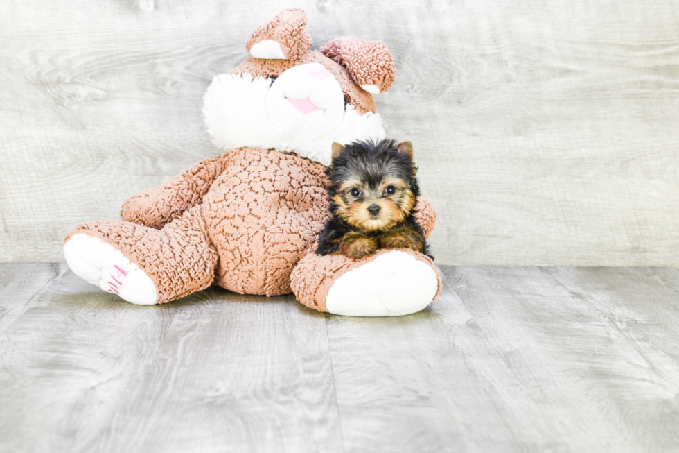 Meet Tinkerbell - our Yorkshire Terrier Puppy Photo 