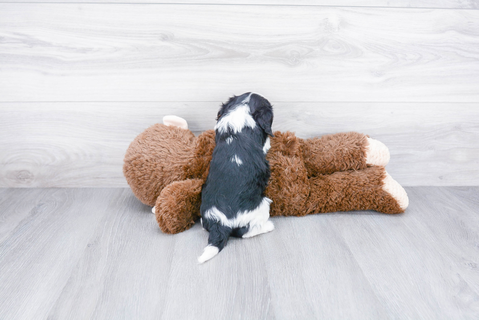 Cavalier King Charles Spaniel Pup Being Cute