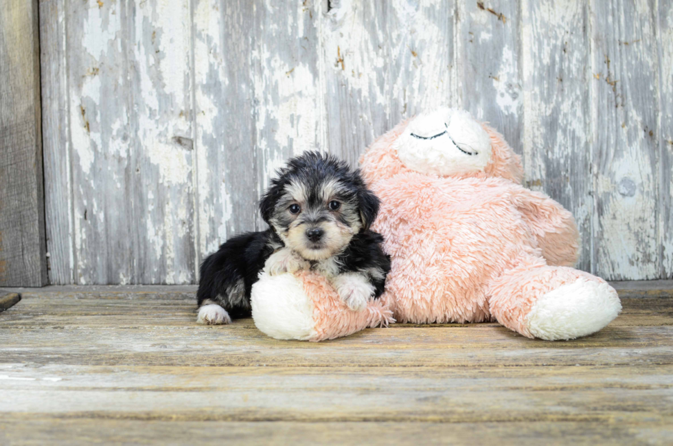 Morkie Pup Being Cute