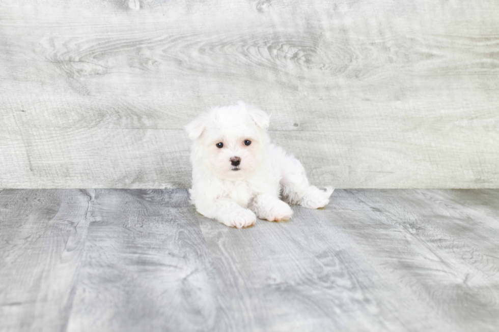 Maltese Puppy for Adoption