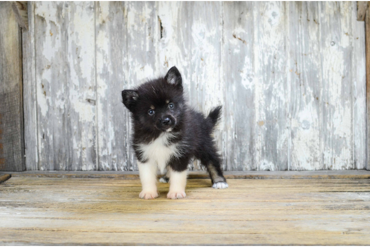 Fluffy Pomsky Designer Pup