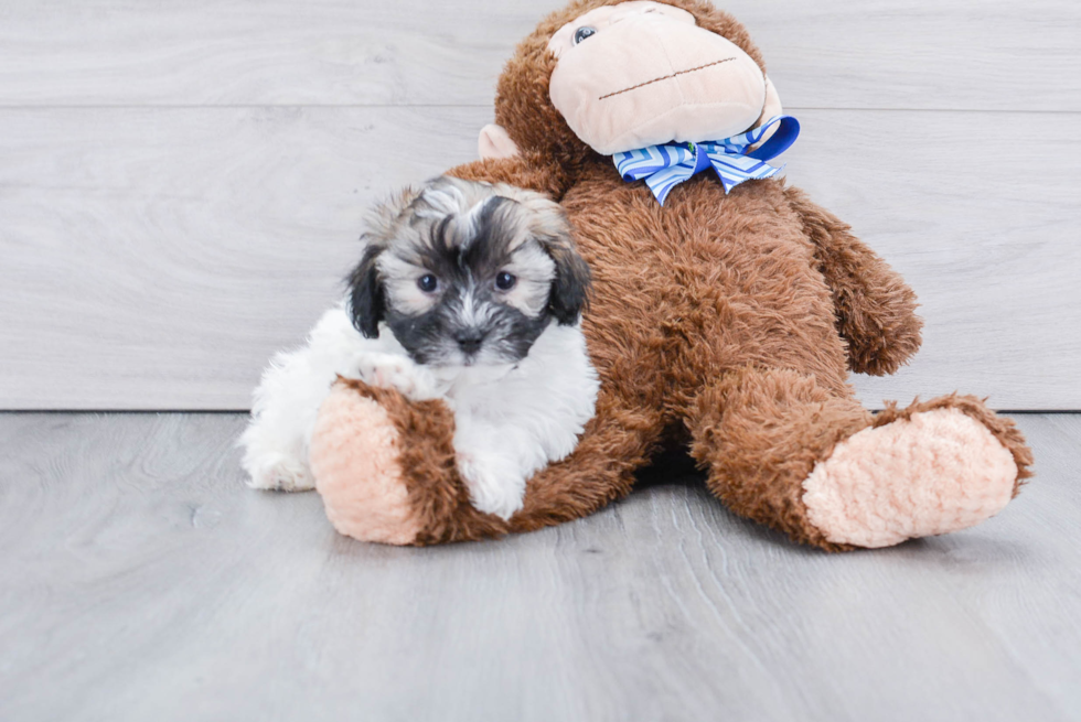 Energetic Havanese Purebred Puppy