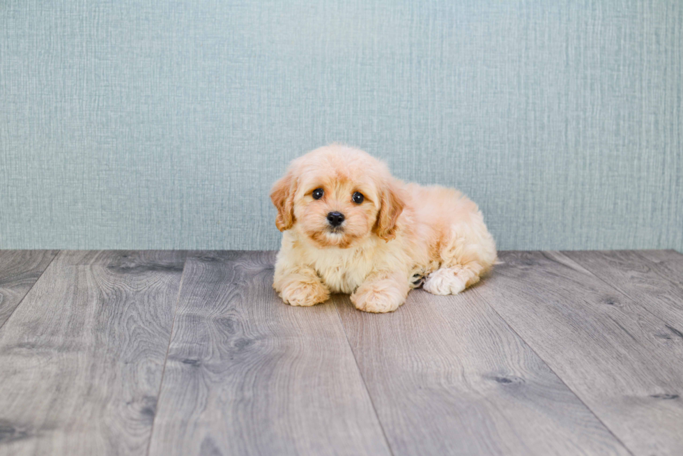 Popular Cavachon Designer Pup