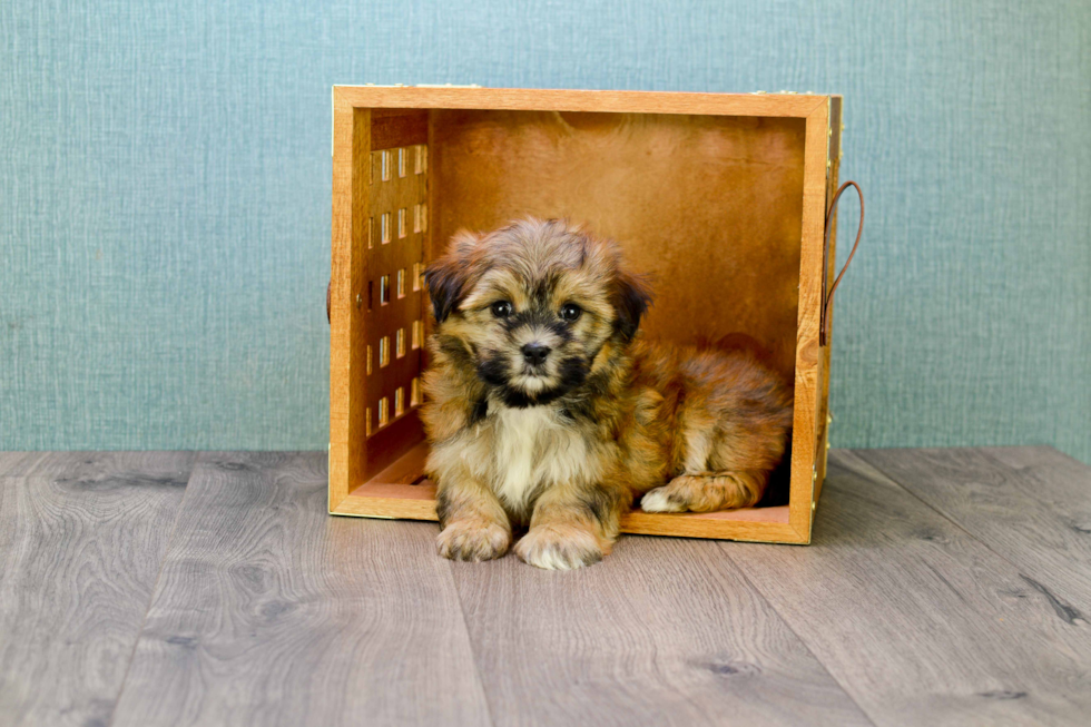 Teddy Bear Puppy for Adoption