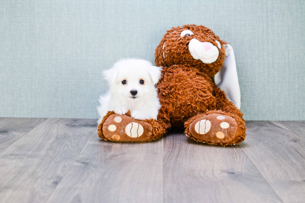 Akc Registered Maltese Purebred Pup