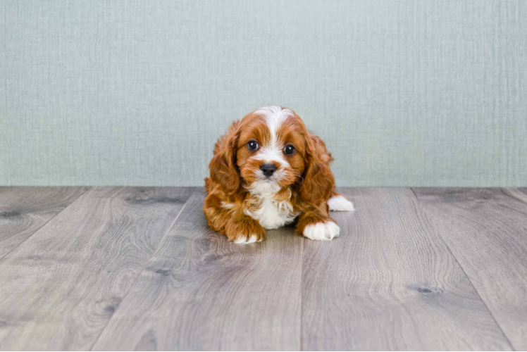 Best Cavapoo Baby