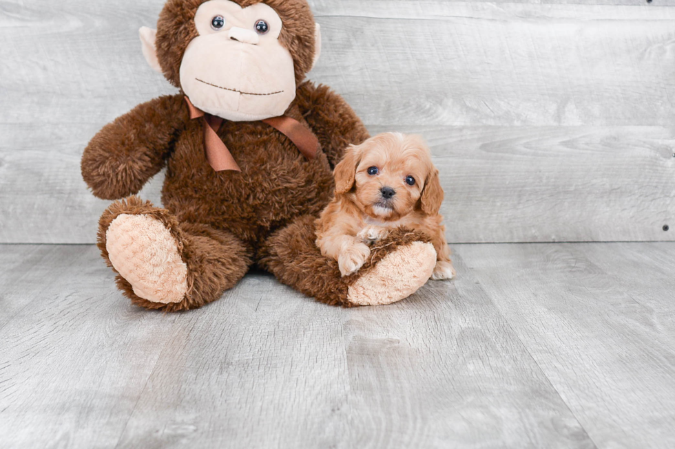 Best Cavapoo Baby