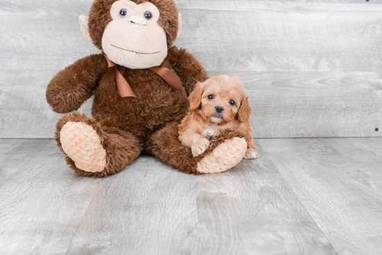 Best Cavapoo Baby