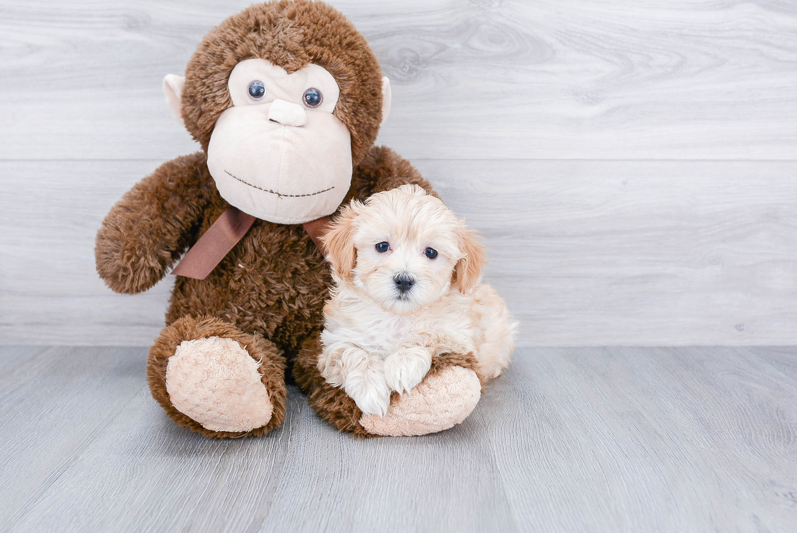 Maltipoo Pup Being Cute