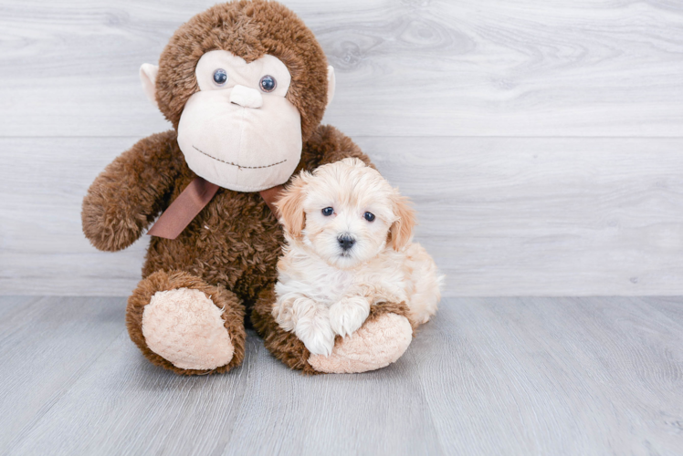 Maltipoo Pup Being Cute