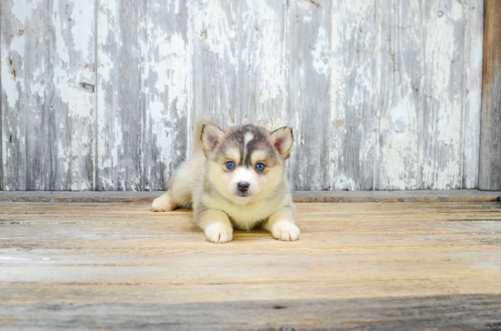 Pomsky Puppy for Adoption