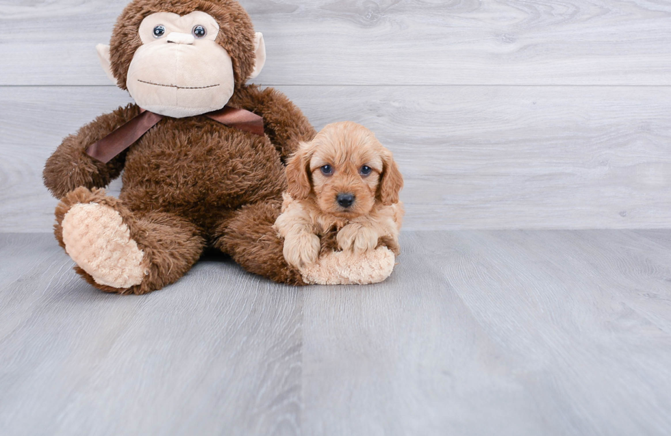 Popular Cavapoo Poodle Mix Pup