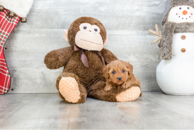 Happy Cavapoo Baby