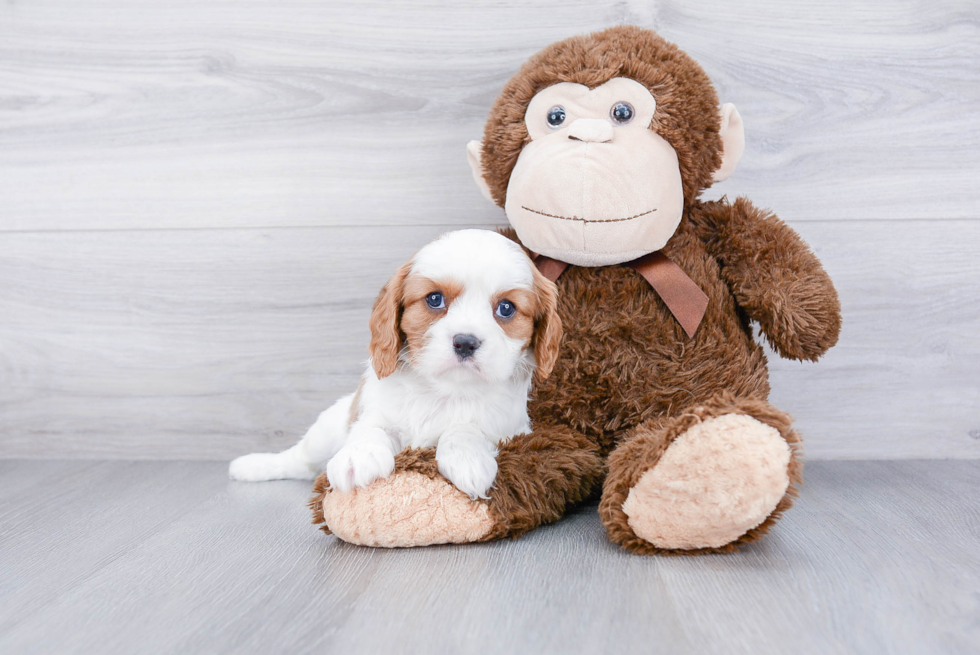 Cavalier King Charles Spaniel Puppy for Adoption