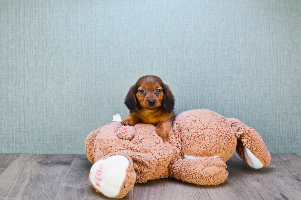 Cute Dachshund Baby