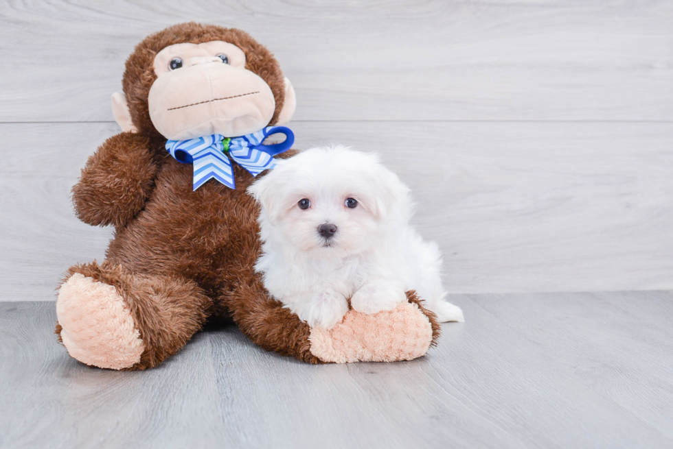 Friendly Maltese Purebred Pup