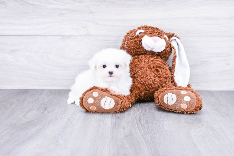 Maltese Pup Being Cute