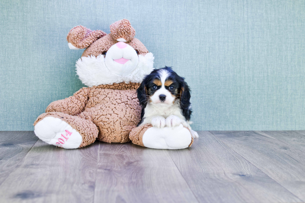 Cavalier King Charles Spaniel Puppy for Adoption