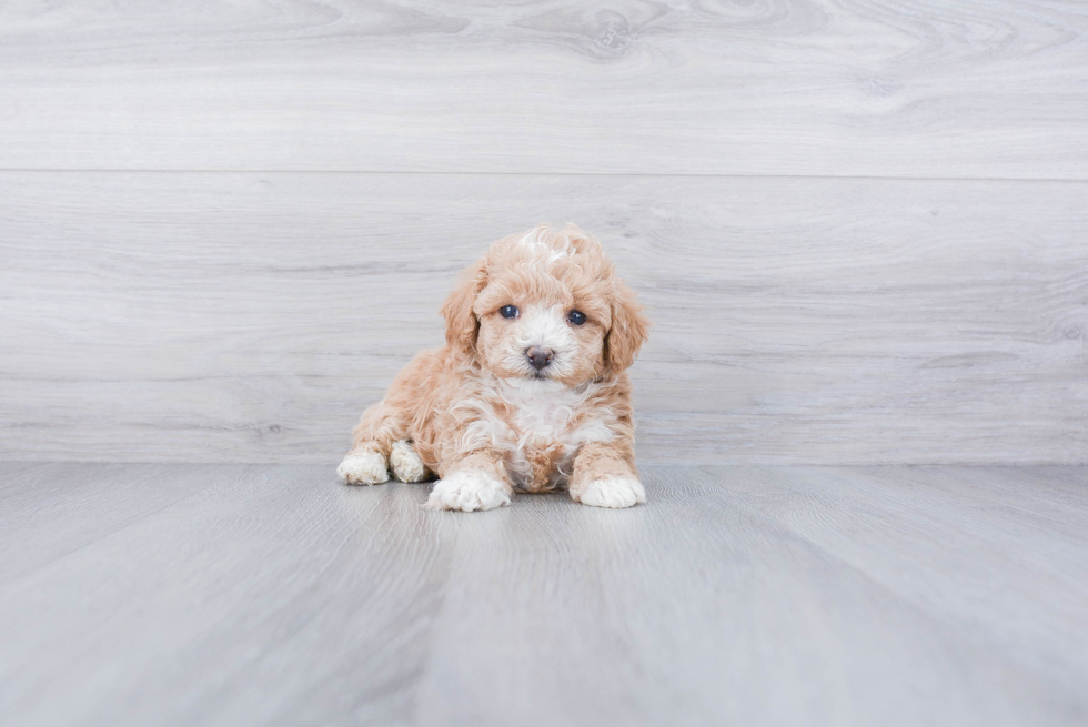 Maltipoo Puppy for Adoption