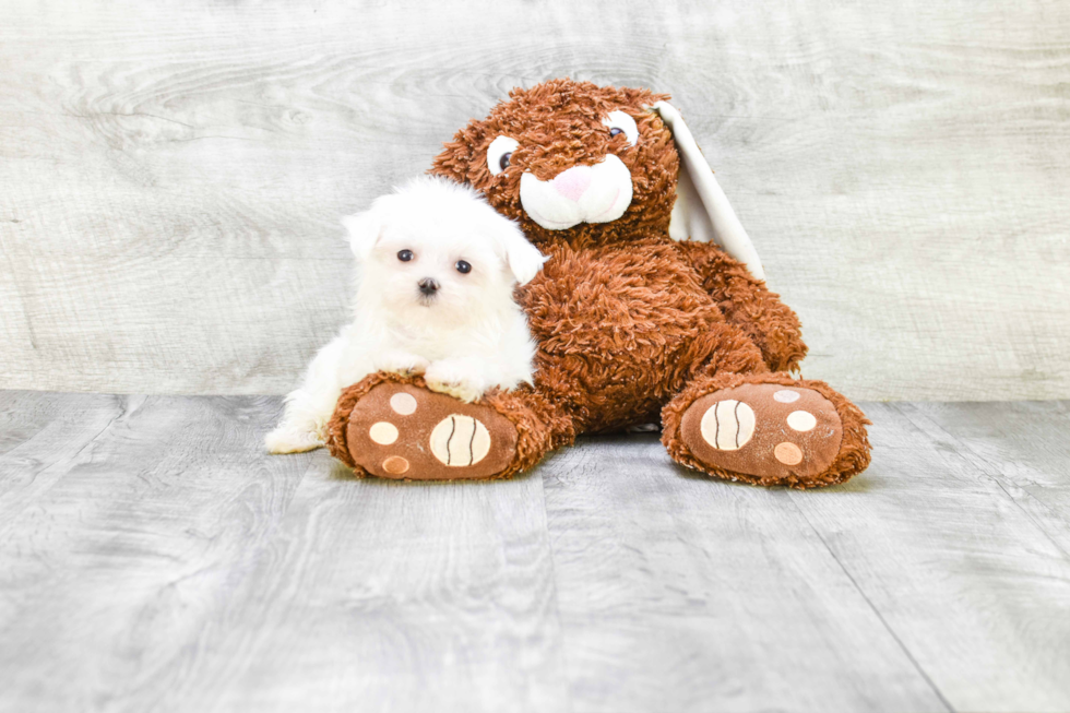 Maltese Pup Being Cute