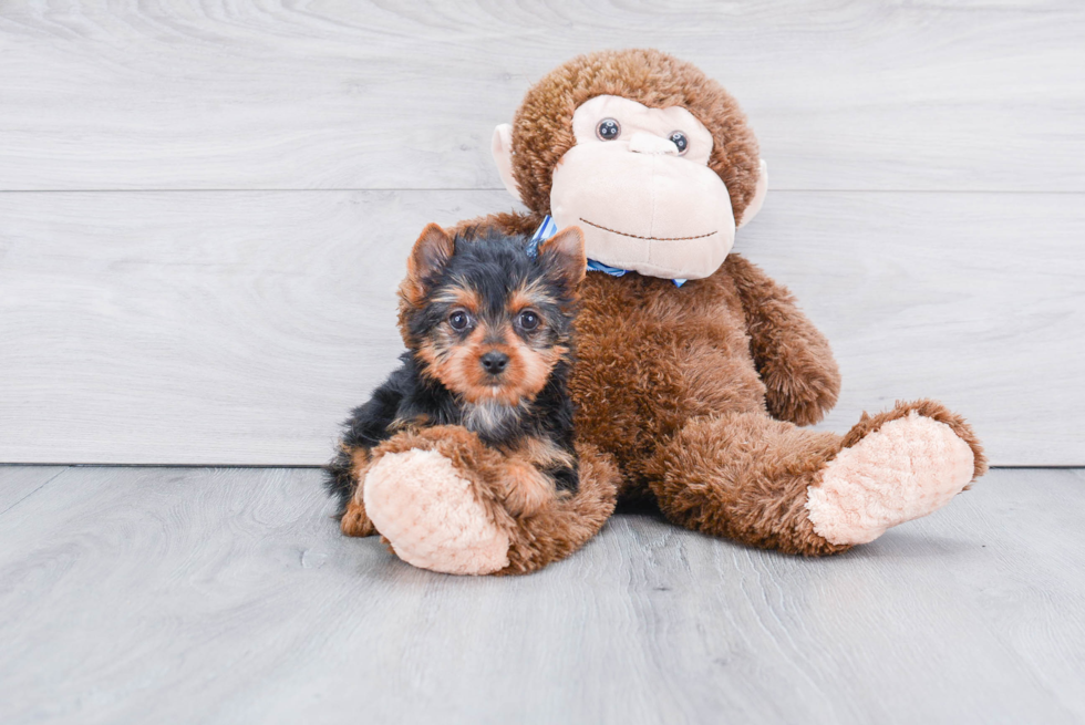 Meet Steph - our Yorkshire Terrier Puppy Photo 