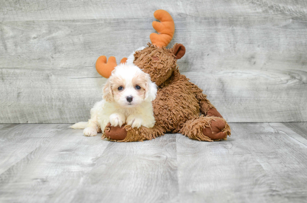 Popular Cavachon Designer Pup