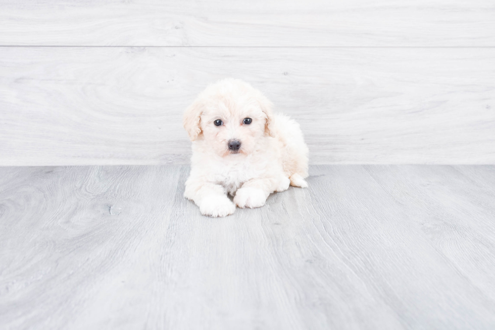 Happy Mini Goldendoodle Baby